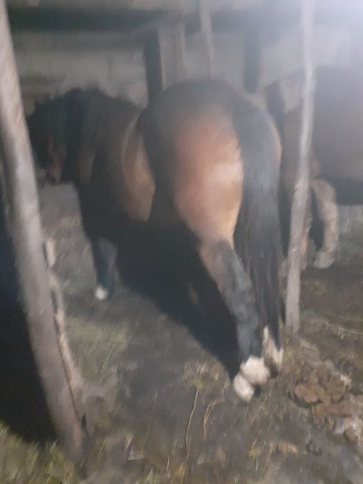 Vand manza de un an și 5 luni