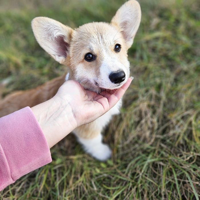 Fetita Corgi Pembroke