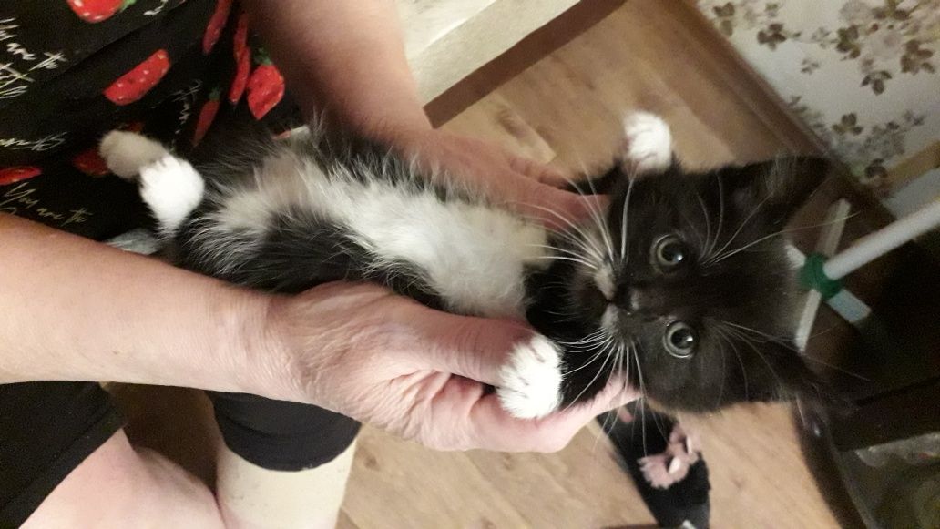 Отдам котят ответсв,людям, мальик и девчка