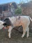 Vând 2 vițele de rasa