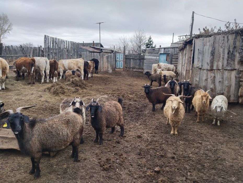 Продаются козы!!!