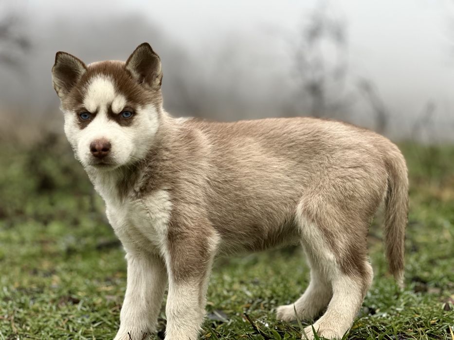 Femela husky(exemplar deosebit)!