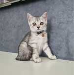 Baiat British Silver Tabby