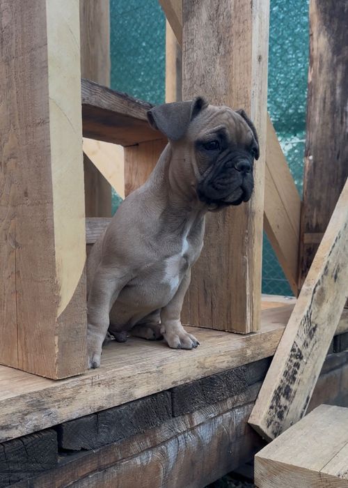Bulldog francez Mascul