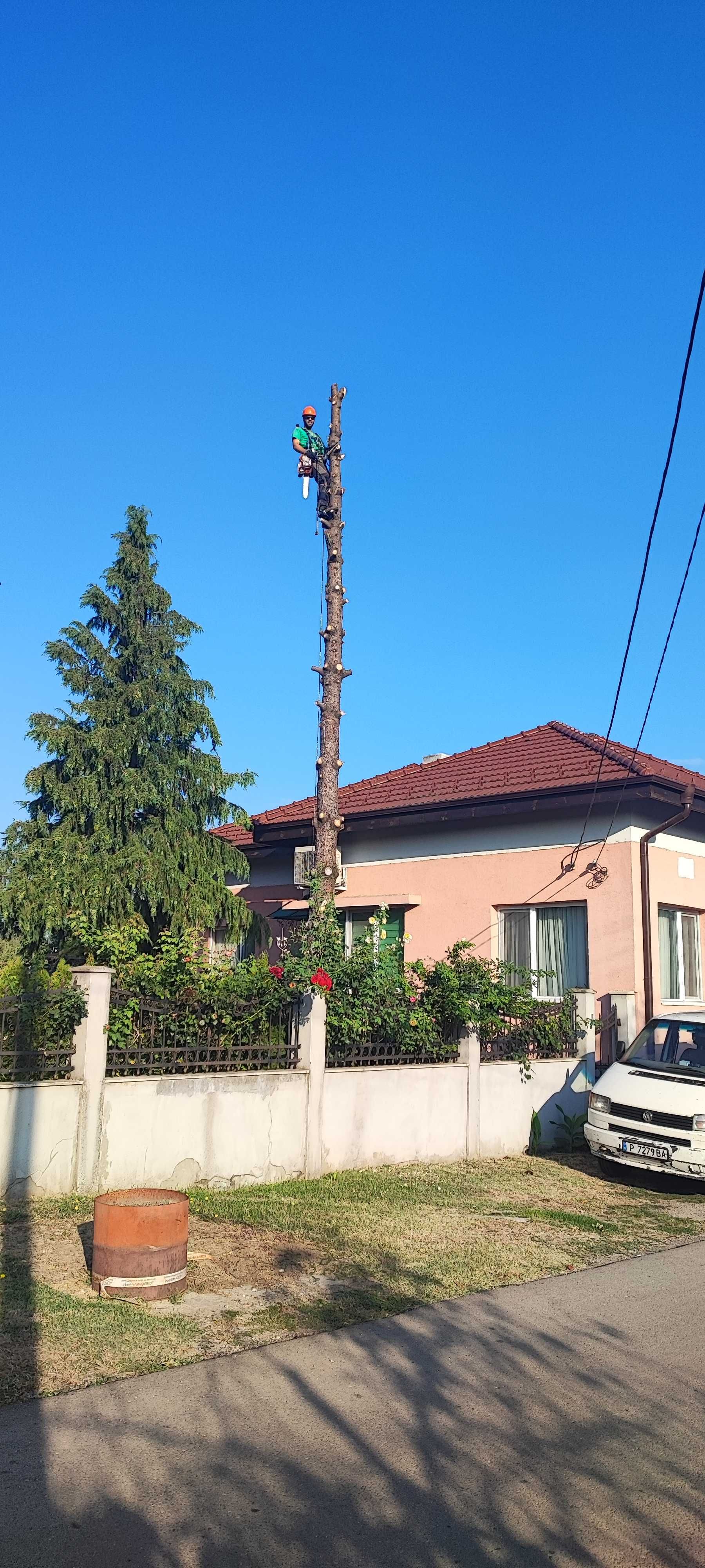 Рязане, кастрене и почистване гр. Русе