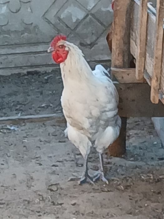 Cocosi din 2025 de vanzare