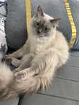 Отдам бесплатно кота