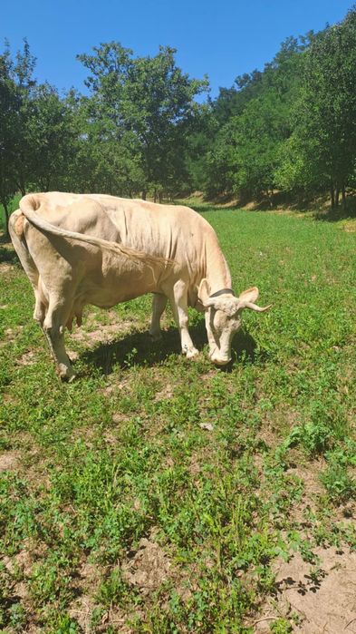 Vaca de vanzaree