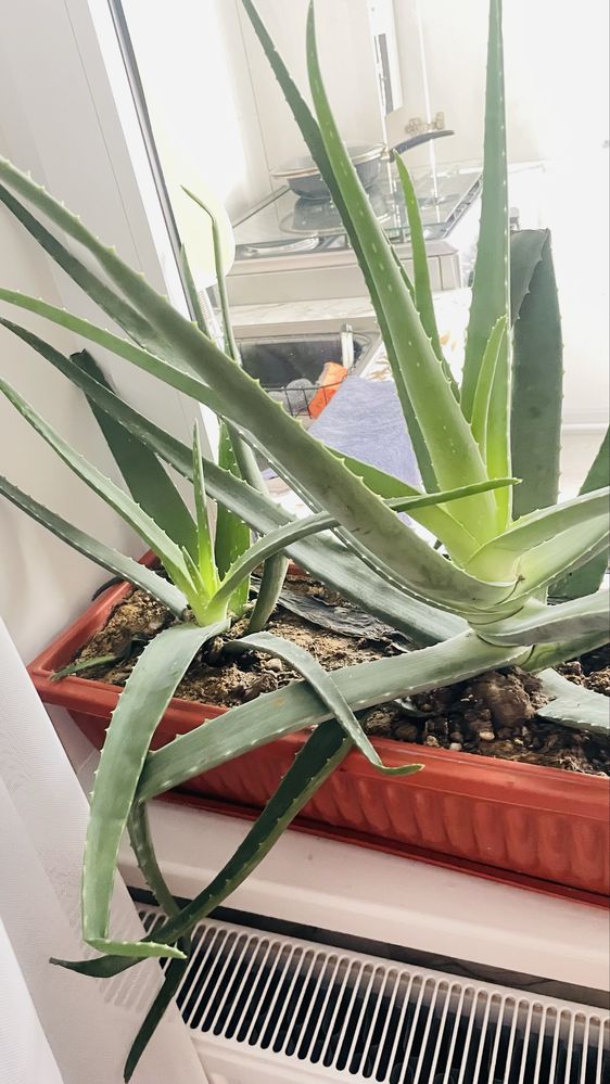 Aloe 550ming………..