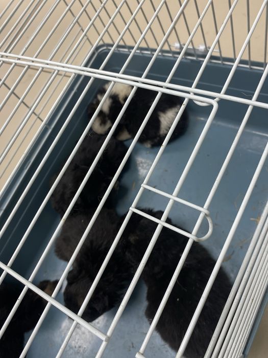 Щенки 1,6 месяца