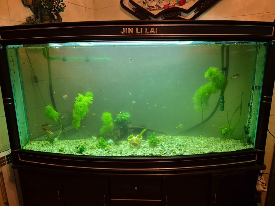 Чистка аквариума, выезд по Алматы и по области