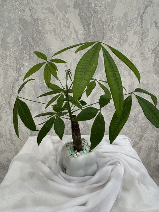 Цветы подарок цветок домашний