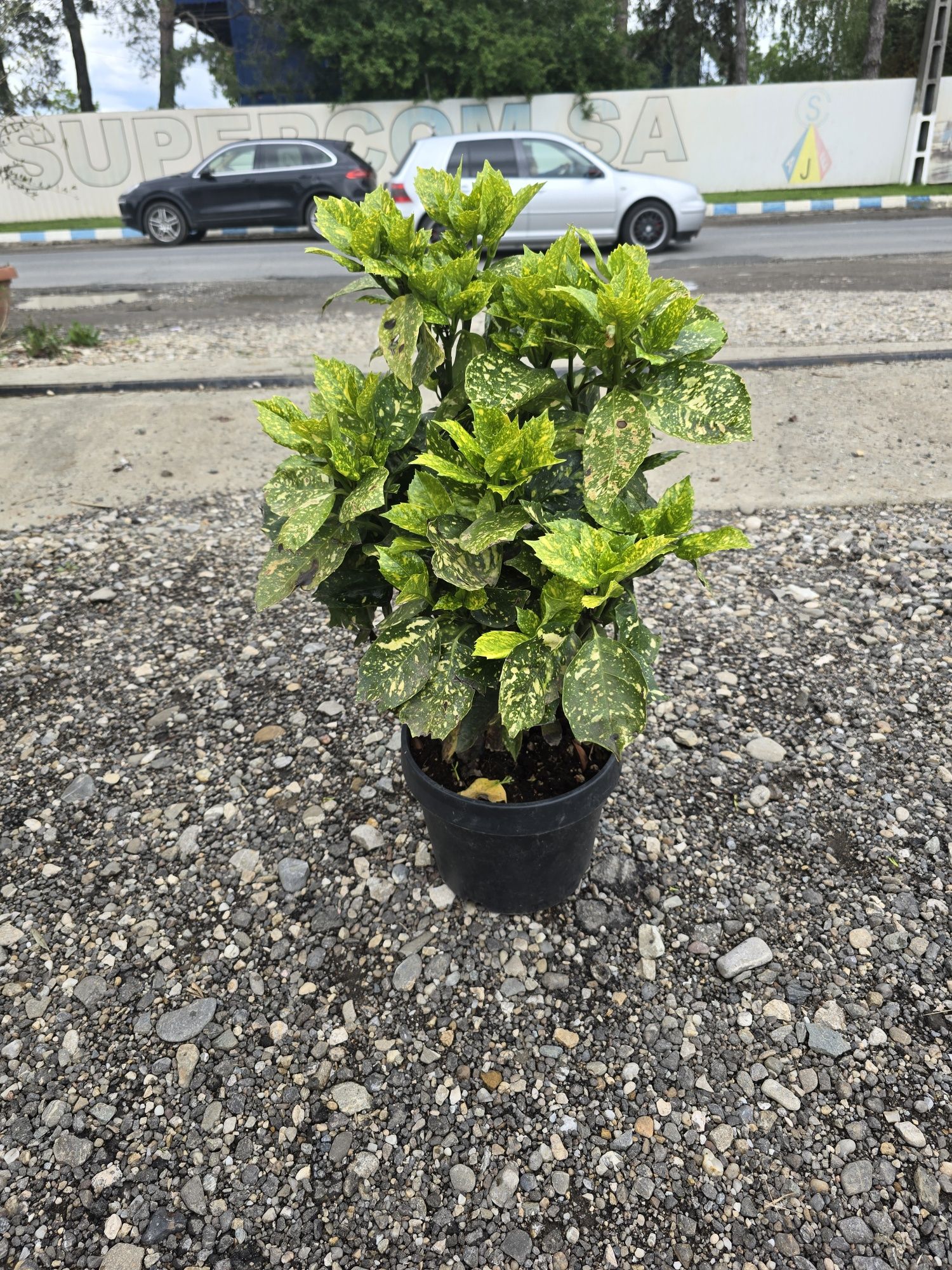 Prunus photinia evonimus de terasă