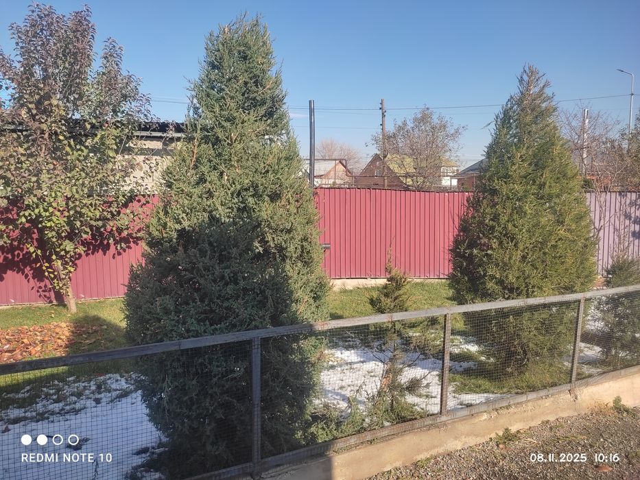 Продам Мажжевельник