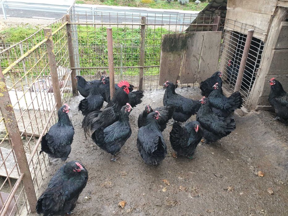 Găini și cocoși de rasă Australorp negru