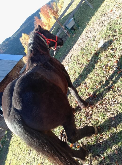 Vând cal de 3 garantat