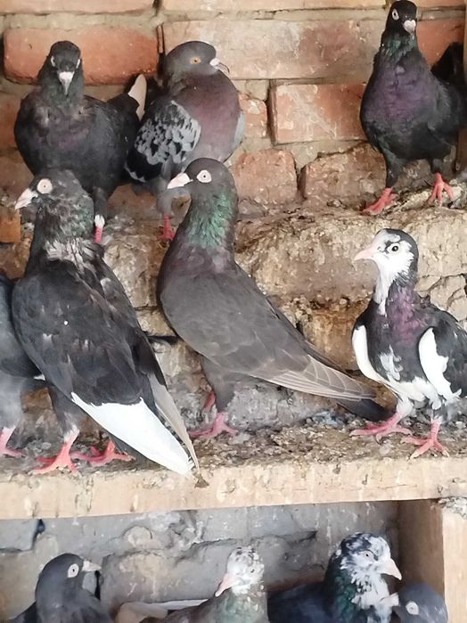 Пазарджишки гълъби