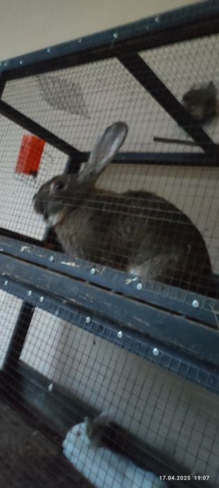 Quyon bolalari, Quyonchalar