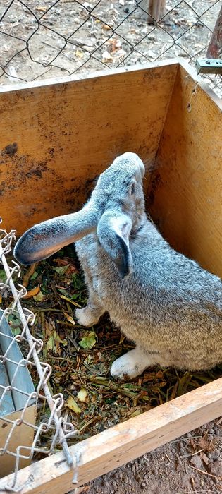 Продам кролих (самки) 3 шт 5месячные и 1 шт год. Огуляные .