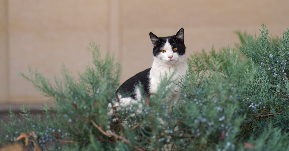 Кошечка БУСИНКА и ее братики в поисках дома!