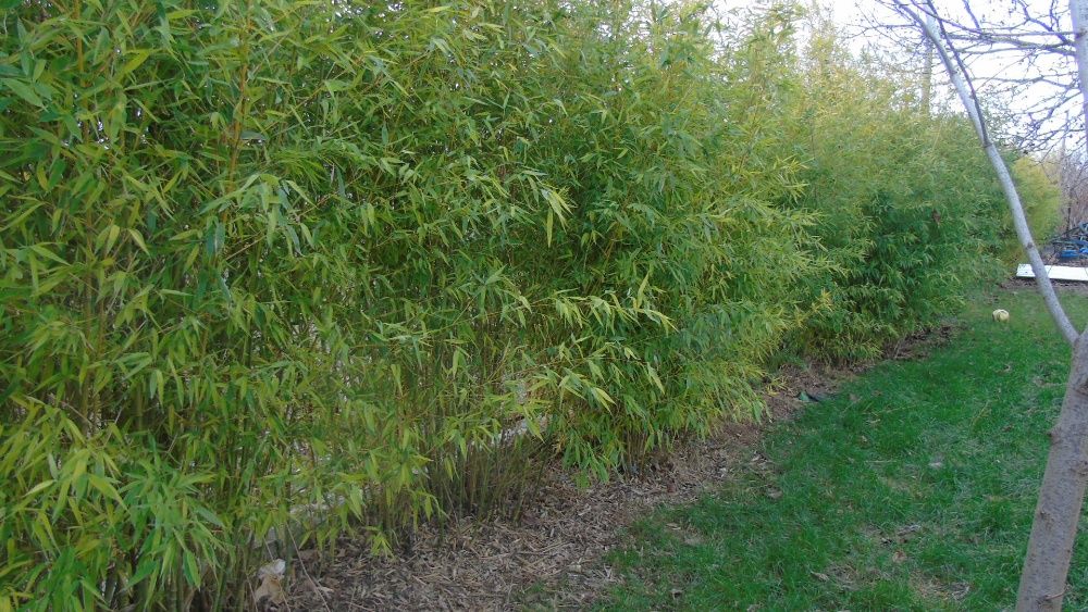 Продавам прихванат бамбук в саксии