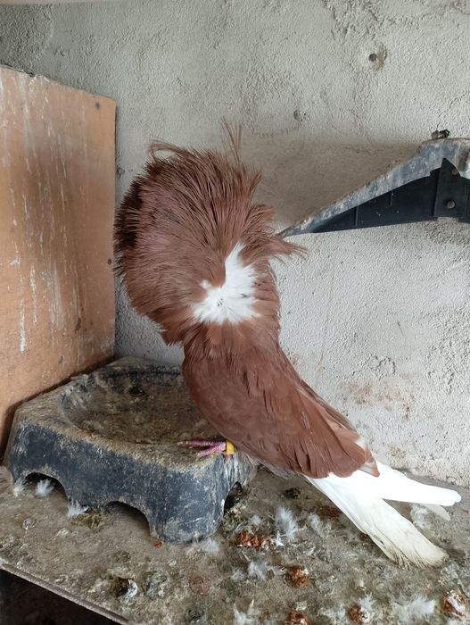 Гълъби Якалии Самоков