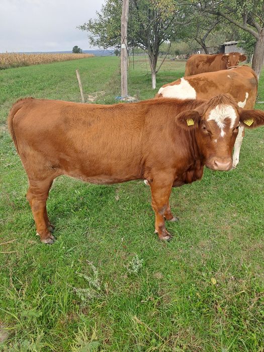 Vând juninca angus