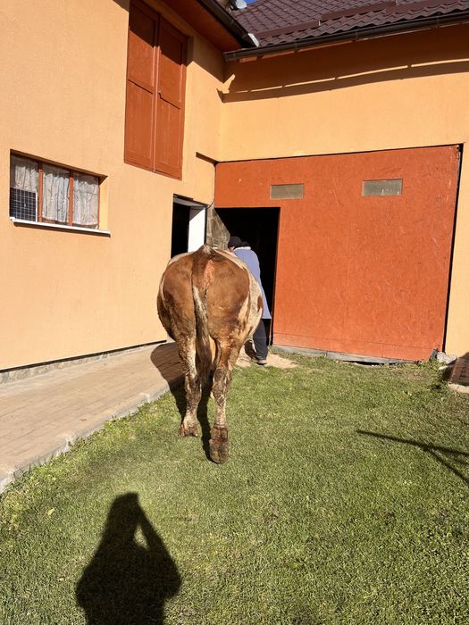 Vând Vacă Bălțată Românească - 5 ani