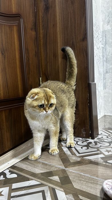Золотая  шиншилла.    Вязка (Мушукларни куштириш хизмати)