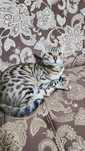 Bengal mushugi..