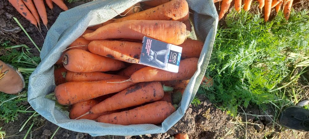 Продам морковь и картофель оптом