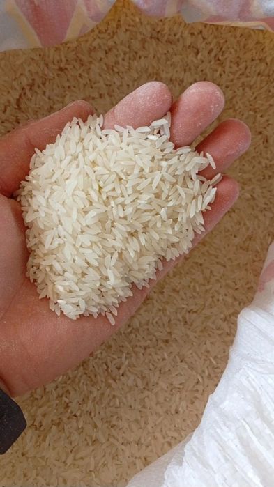 Хоразм гуручлари перечисления ва накд, Xorazm guruch horazm guruch