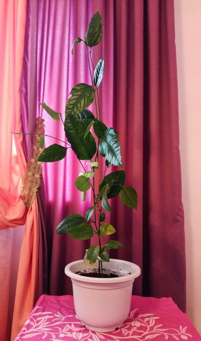 Лимонное дерево.