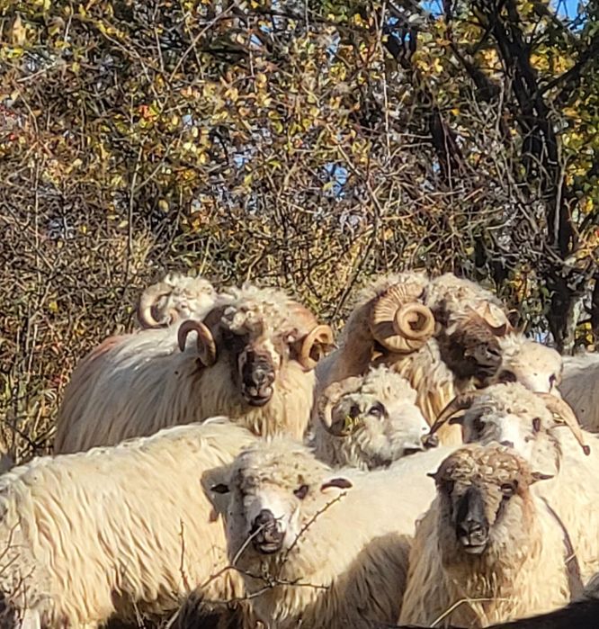 Vând berbec bucalau de Luncani