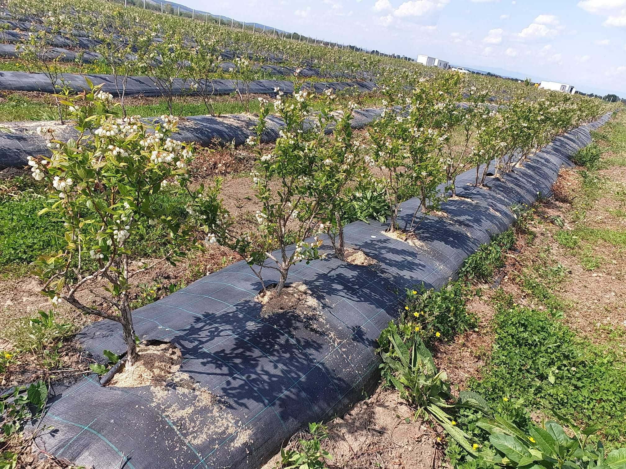 Vand ferma horticola, livada de afin 8ha, functionala, complet utilata