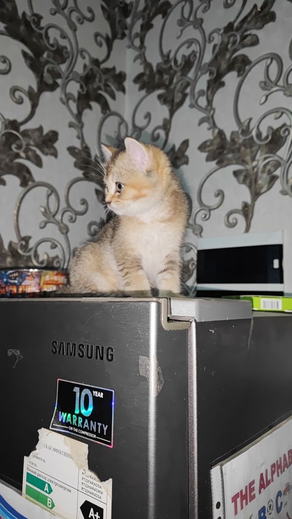 Продается замечательный котёнок,