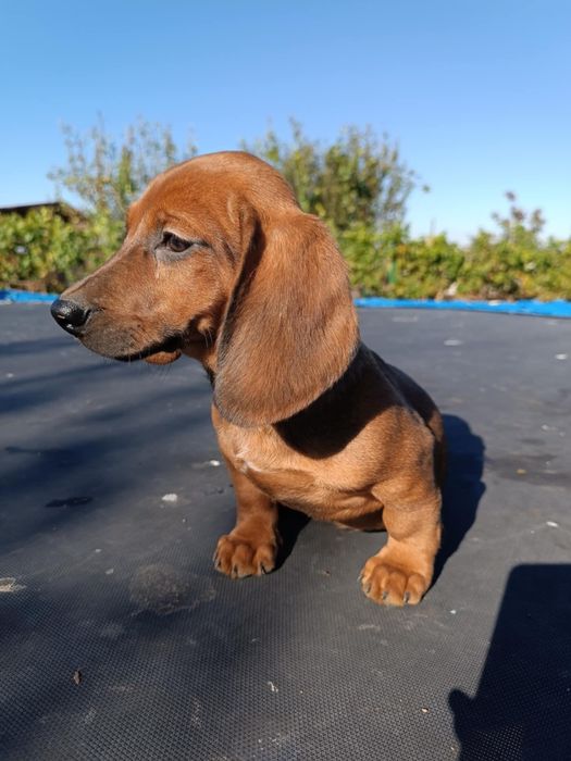 Catel teckel dachshund