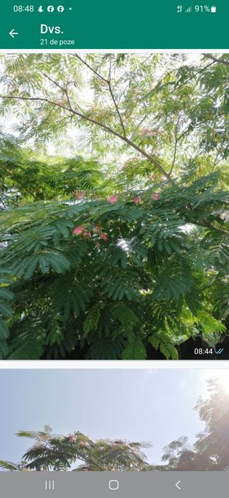 Paulownia tomentosa și arbori de matase