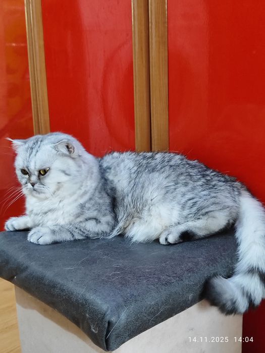 Передаётся чистокровная шиншилла