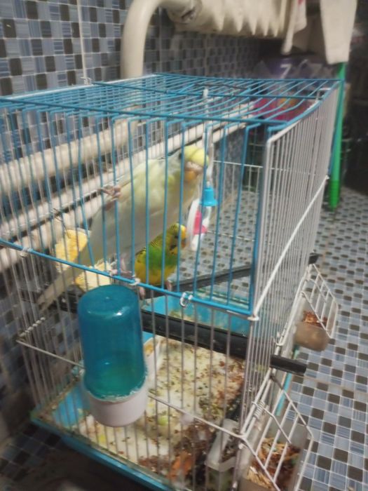 Папугай сатылады клеткасы мен бырге сарысы бала ак ғы кыз