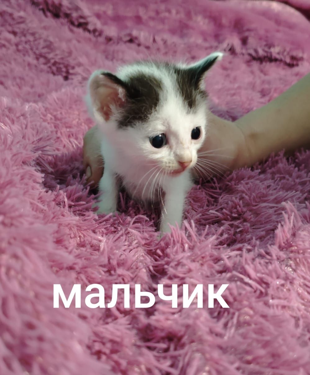 Котята в поиске дома.