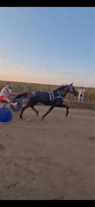 Vand cal trapas 4500€ varinate animale sau masini