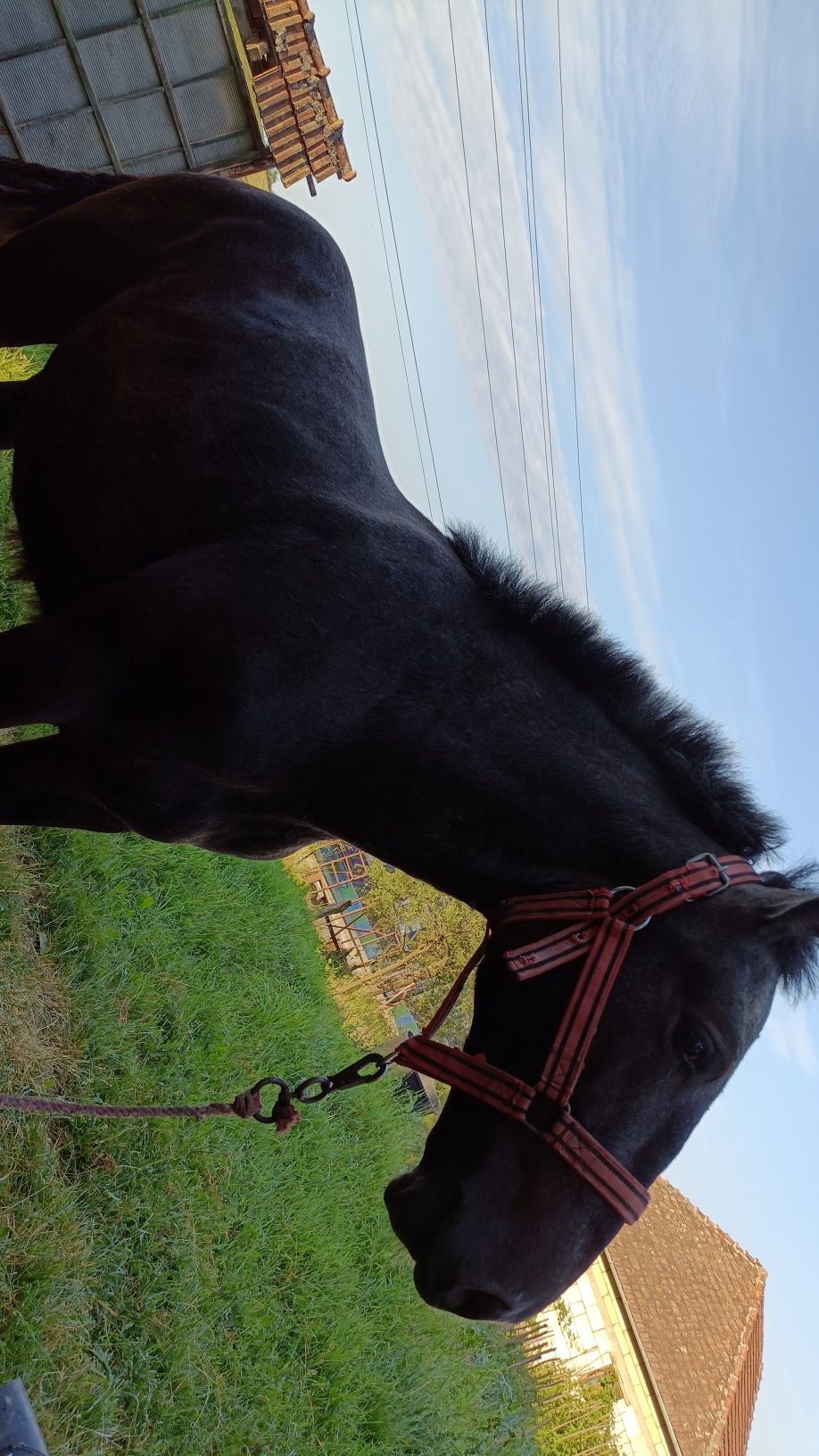 De vânzare mânz percheron