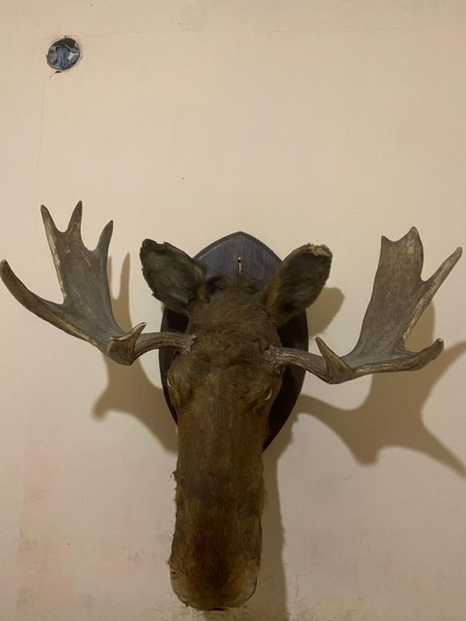 Продам Чучила Лося