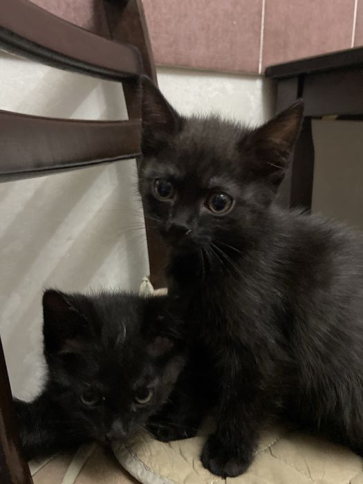 Отдам котят бесплатно