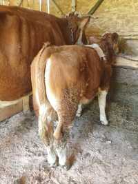 Vaca de vanzare cu taurasi de 4 luni