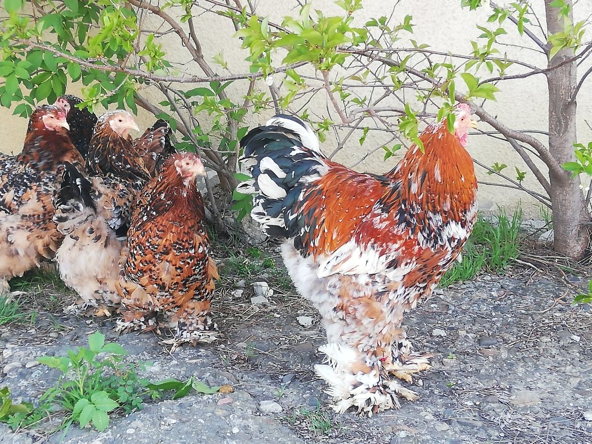 OFERTĂ de 25 ouă găini brahma porțelan pentru incubat