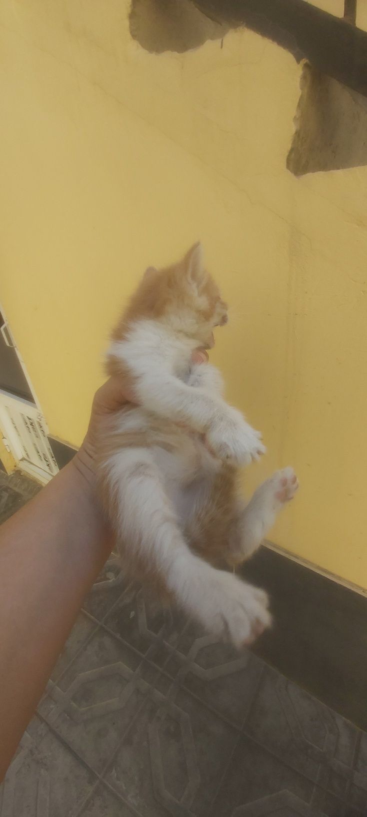 Котенки, мушукчалар