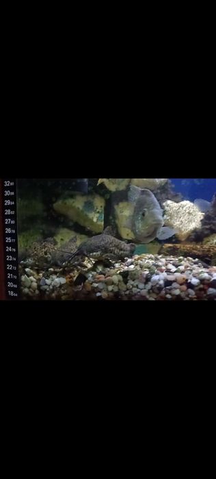 Akvaryum sotiladi ichidagi baliqlari bilan