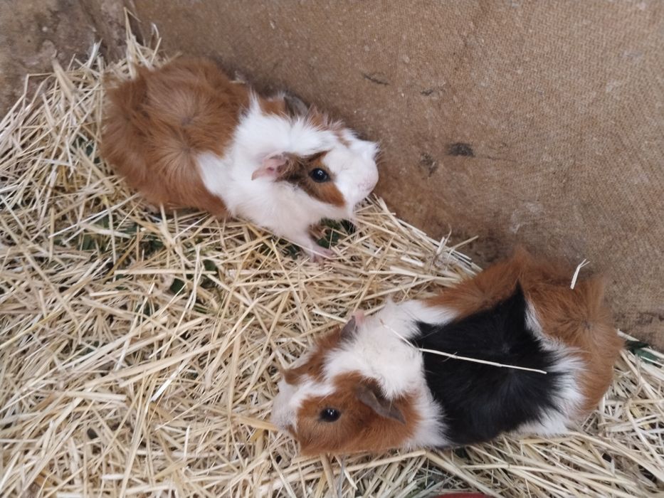 Морские свинки добродушные животные домашние